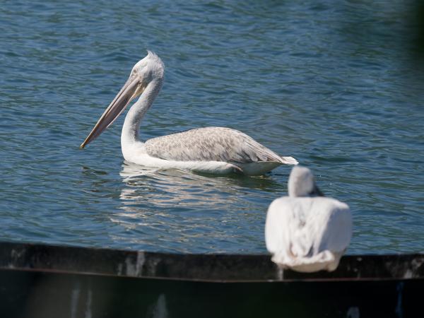 <h3>Pelecanus&nbsp;crispus / Dalmatian&nbsp;pelican / Kroeskoppelikaan</h3>OM-1 Mark II met OLYMPUS M.150-400mm F4.5 TC, 1/2000 sec  bij F5.6, ISO 400, afstand 57.3&nbsp;m